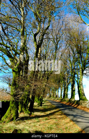 Viale di faggi, Dartmoor Devon. Regno Unito Foto Stock