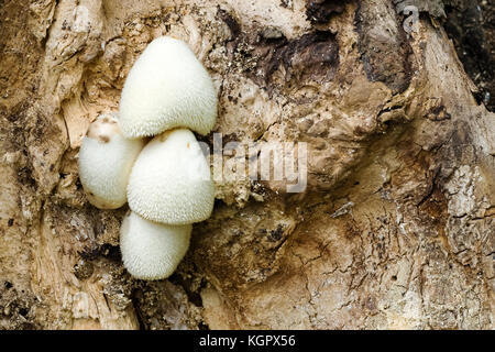 Un cluster di rara guaina setosa funghi, Newton-su-Ouse, nello Yorkshire, Regno Unito Foto Stock