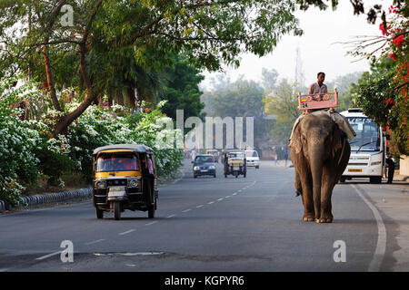 Il traffico nella città di Jaipur - elephant a piedi in strada, Jaipur, Rajasthan, India. Foto Stock
