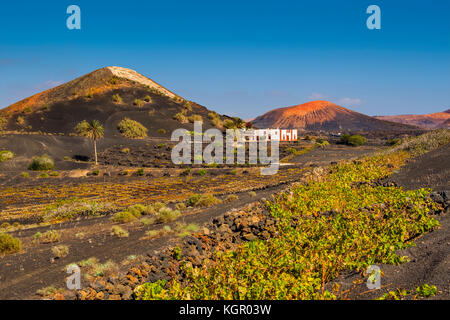 Vigneti che crescono su ceneri vulcaniche. Regione di la Geria. Isola di Lanzarote. Isole Canarie Spagna. Europa Foto Stock