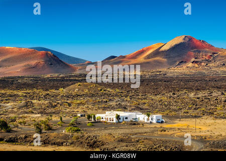 Vigneti che crescono su ceneri vulcaniche. Regione di la Geria. Isola di Lanzarote. Isole Canarie Spagna. Europa Foto Stock