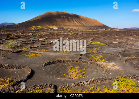 Vigneti che crescono su ceneri vulcaniche. Regione di la Geria. Isola di Lanzarote. Isole Canarie Spagna. Europa Foto Stock