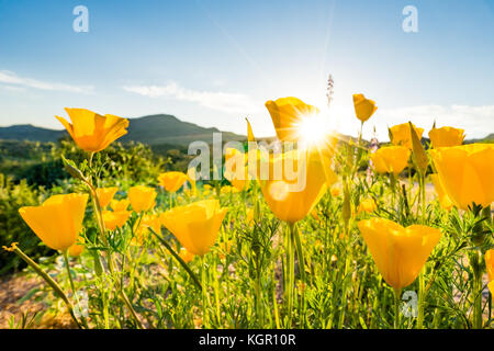 Ampio angolo incandescente messicano in oro di fiori di papavero in forte luce posteriore vicino al lago di Bartlett Tonto National Forest in Maricopa County vicino a Phoenix, Arizona Foto Stock