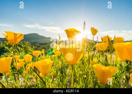 Ampio angolo incandescente messicano in oro di fiori di papavero in forte luce posteriore vicino al lago di Bartlett Tonto National Forest in Maricopa County vicino a Phoenix, Arizona Foto Stock