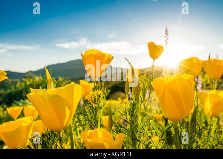 Ampio angolo incandescente messicano in oro di fiori di papavero in forte luce posteriore vicino al lago di Bartlett Tonto National Forest in Maricopa County vicino a Phoenix, Arizona Foto Stock