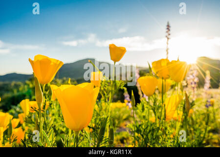 Ampio angolo incandescente messicano in oro di fiori di papavero in forte luce posteriore vicino al lago di Bartlett Tonto National Forest in Maricopa County vicino a Phoenix, Arizona Foto Stock