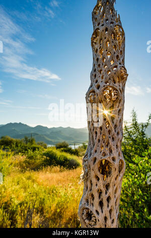 Sun star shine raggi attraverso i fori in cholla cactus vicino a scheletro Bartlett Lago in Tonto National Forest in Maricopa County vicino a Phoenix, Arizona Foto Stock