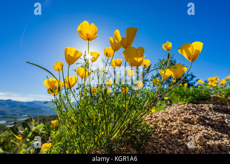 Ampio angolo incandescente messicano in oro di fiori di papavero in forte luce posteriore vicino al lago di Bartlett Tonto National Forest in Maricopa County vicino a Phoenix, Arizona Foto Stock