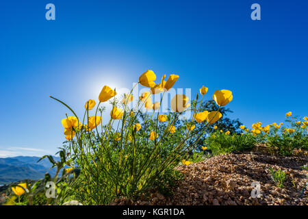 Ampio angolo incandescente messicano in oro di fiori di papavero in forte luce posteriore vicino al lago di Bartlett Tonto National Forest in Maricopa County vicino a Phoenix, Arizona Foto Stock