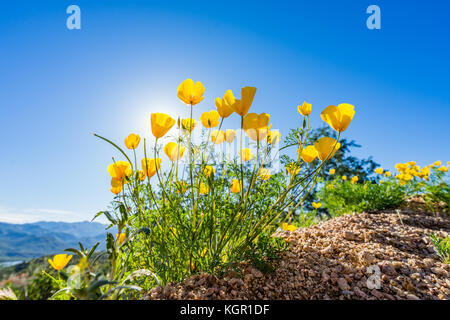 Ampio angolo incandescente messicano in oro di fiori di papavero in forte luce posteriore vicino al lago di Bartlett Tonto National Forest in Maricopa County vicino a Phoenix, Arizona Foto Stock