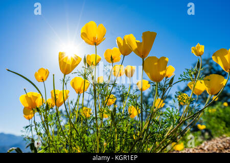 Ampio angolo incandescente messicano in oro di fiori di papavero in forte luce posteriore vicino al lago di Bartlett Tonto National Forest in Maricopa County vicino a Phoenix, Arizona Foto Stock