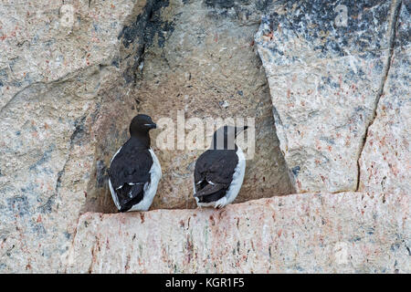 Due murres spessi-fatturati / guillemots di Brünnich (Uria lomvia) su sporgenza rocciosa in scogliera di mare in colonia di uccelli marini, Alkefjellet, Hinlopenstreet, Svalbard Foto Stock