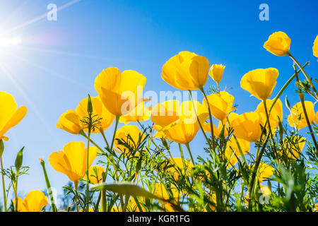 Ampio angolo incandescente messicano in oro di fiori di papavero in forte luce posteriore vicino al lago di Bartlett Tonto National Forest in Maricopa County vicino a Phoenix, Arizona Foto Stock