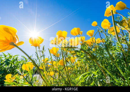 Ampio angolo incandescente messicano in oro di fiori di papavero in forte luce posteriore vicino al lago di Bartlett Tonto National Forest in Maricopa County vicino a Phoenix, Arizona Foto Stock