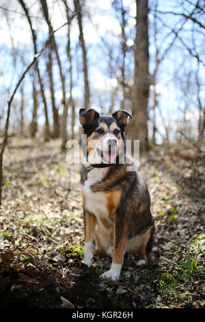 Un bel vecchio, Pastore Tedesco - Border Collie Razza Mix cane è seduto fuori nel bosco di latifoglie, di ascoltare con le sue orecchie perked up. Foto Stock