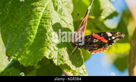 Una macro shot di red admiral seduto su una foglia verde. Foto Stock