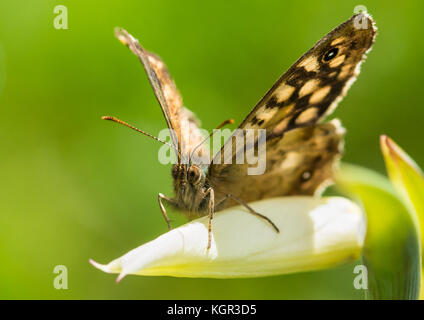 Un legno maculato butterfly poggia su un fiore acidanthera bud. Foto Stock