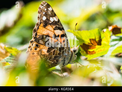 Una ripresa macro di un dipinto di lady butterfly seduto nel verde delle foglie di una siepe. Foto Stock