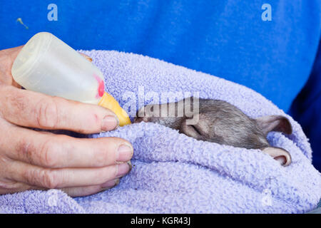 Southern hairy-becchi wombat (lasiorhinus latifrons). bambino orfano joey bottiglia essendo alimentato. ca. 4 mesi in cura (prigioniero). Sud Australia. Foto Stock