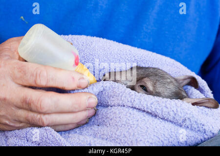 Southern hairy-becchi wombat (lasiorhinus latifrons). bambino orfano joey bottiglia essendo alimentato. ca. 4 mesi in cura (prigioniero). Sud Australia. Foto Stock