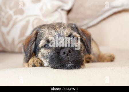 Border Terrier cucciolo sdraiato su una sedia Foto Stock