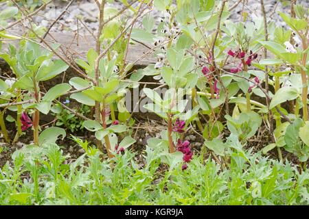 Vicia faba Fave 'Witkiem' e 'Crimson' fiorito, Wales, Regno Unito Foto Stock