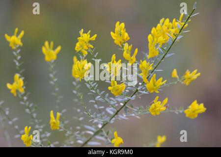 Dyer's Greenweed Genista tinctoria, Wales, Regno Unito Foto Stock