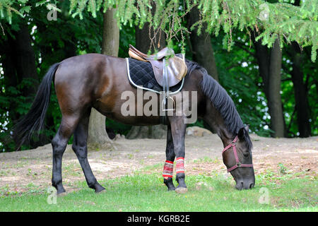 Cavallo bellissimo con una sella su una fattoria Foto Stock