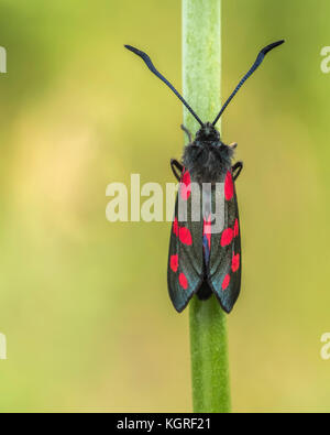 Sei in loco falena Burnett (Zygaena filipendulae) in appoggio sul gambo di pianta. Tipperary, Irlanda Foto Stock