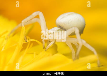 Il ragno granchio (Misumena vatia) in attesa di prede sul fiore di tarassaco. Tipperary, Irlanda Foto Stock