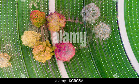 Fotografia aerea mostra il solo americano cimitero di guerra in Gran Bretagna avente le foglie di autunno cancellata in preparazione per i veterani cerimonia della giornata questa settimana.il cimitero di madingley,cambridge, ha 3 812 tombe. il venerdì più di 50 semi di papavero ghirlande sarà prevista presso il cimitero di onorare gli americani sepolto in Inghilterra che morì in entrambe le guerre mondiali. Il servizio verrà includono i membri della Royal Air Force e militari degli Stati Uniti e un minuto di silenzio sarà organizzata per commemorare il giorno. il cimitero copre 30,5 acri di terra con 3 812 lapidi di soldati americani. Foto Stock
