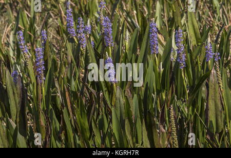 Pickerelweed, Pontederia cordata, nel pieno fiore in Everglades, Florida. Foto Stock