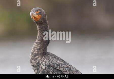 Immaturo Double-crestato, cormorano Phalacrocorax auritus, la sottospecie nota come la Florida, cormorano Phalacrocorax auritus floridanus. Ali di essiccazione Foto Stock