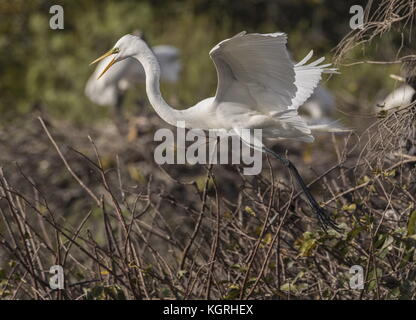 Airone bianco maggiore, Ardea alba, noto anche come grande airone bianco come la sottospecie americana, Ardea alba egretta in volo a colonia di allevamento; Florida. Foto Stock