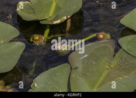 Frutti di Spatterdock, nuphar advena, in Everglades della Florida. Foto Stock