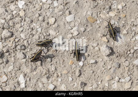Gregaria ninfe di orientali gomma grasshopper, Romalea microptera, sul terreno aperto, Loxahatchee, Florida. Foto Stock