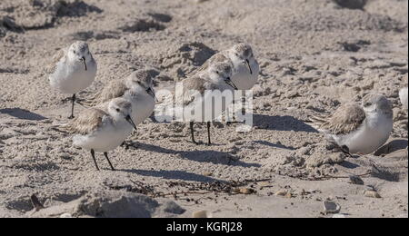 Gruppo di Sanderlings, Calidris alba, adulti in inverno alimentazione piumaggio sulla riva sabbiosa. Foto Stock