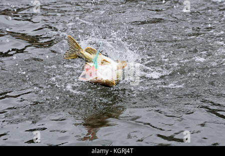 Una luccio settentrionale agganciata da un pescatore di flyfishing e saltare fuori dal mare e spruzzi d'acqua intorno con la pesca di luccio colorata volare nel suo mou Foto Stock