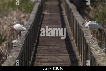 Americano bianco ibis, Eudocimus albus appollaiato sulle ringhiere in zona umida, Florida. Foto Stock