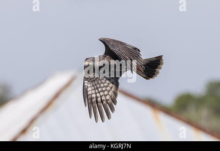 Lumaca femmina kite, Rostrhamus sociabilis in volo, zone umide della Florida, l'inverno. Foto Stock