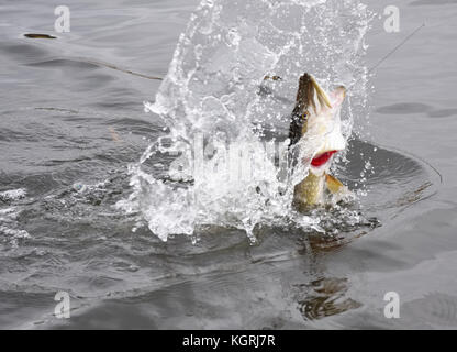 Una luccio a nord impigliata da un pescatore sportivo che lotta e salta fuori dal mare e spruzzi d'acqua intorno alla fine di ottobre giorno nuvoloso al Balt Foto Stock