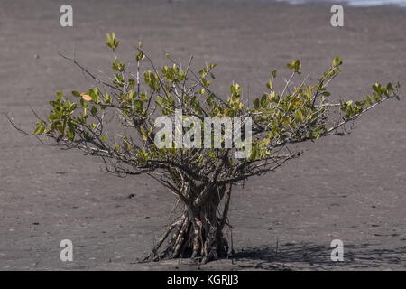 Giovani arbusti di mangrovia rossa, Rhizophora mangle in laguna poco profonda, east Florida. Foto Stock