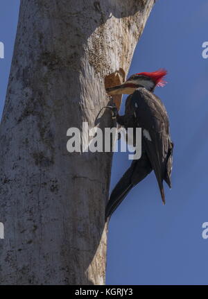 Maschio picchio Pileated, Dryocopus pileatus a nido foro nel vecchio albero, Florida. Foto Stock