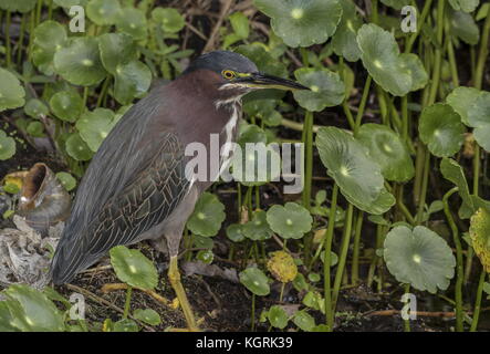 Green heron, Butorides virescens (precedentemente noto come verde-backed heron) in Florida. Foto Stock