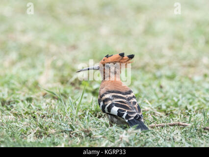 African Upupa (Upupa africana) Foto Stock