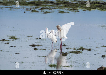 African spatola (Platalea alba) foraggio Foto Stock