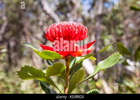 Fioritura (Waratah Telopea speciosissima) a Brisbane acqua Parco Nazionale, Costa Centrale del Nuovo Galles del Sud, Australia. Il Waratah è l'EMBL floreali Foto Stock