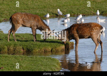 Sika Deer Stags Foto Stock