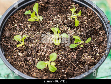 Una macro shot di alcuni nuovi vasi su piante di petunia. Foto Stock