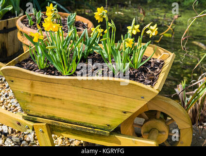 Un colpo di alcuni daffodils in miniatura in un legno decorativo carriola. Foto Stock